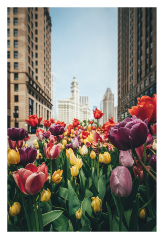 Burst of Color, Michigan Avenue in spring by Eric Petersen