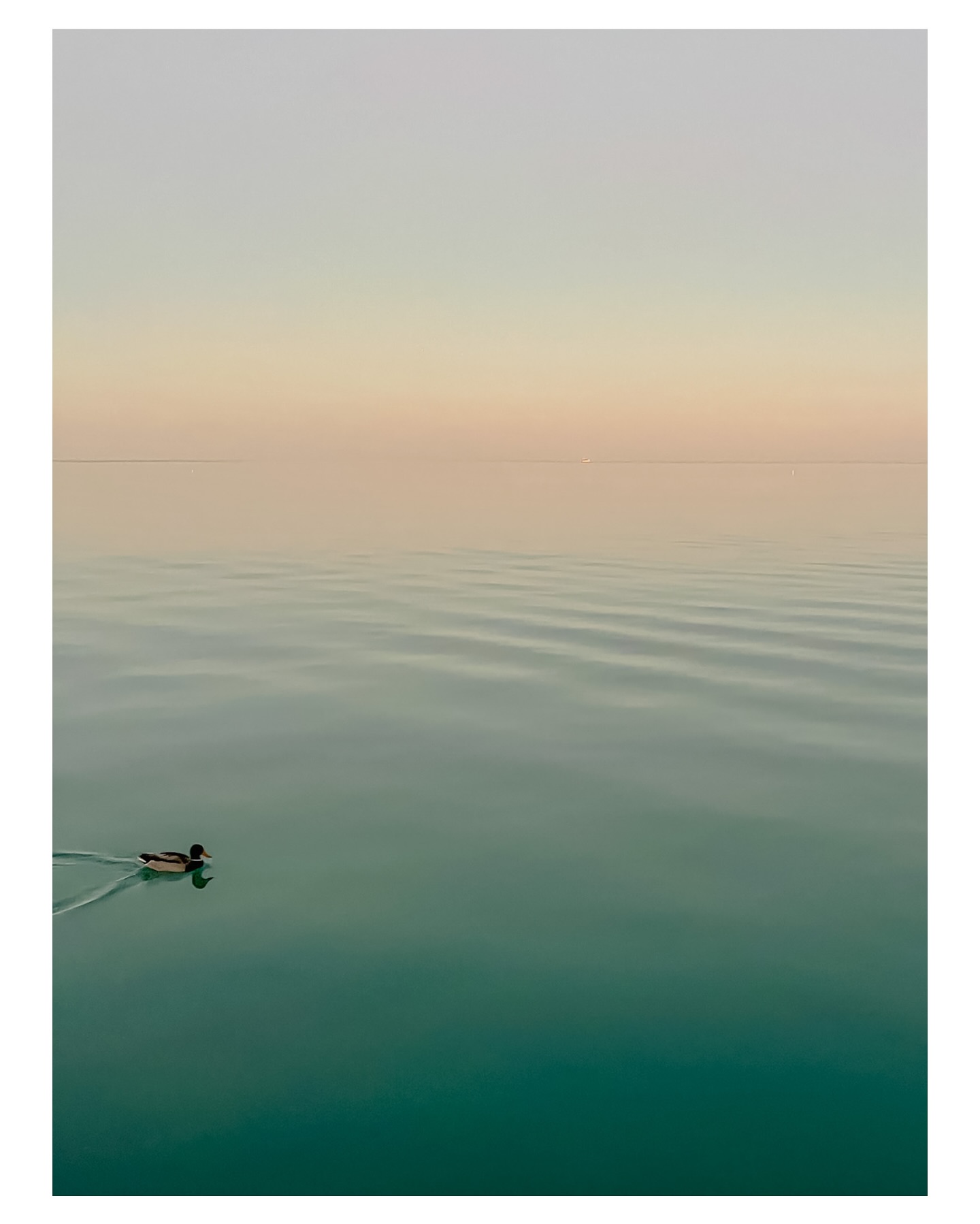 A duck leaves a trail across still water beneath a pale sky.